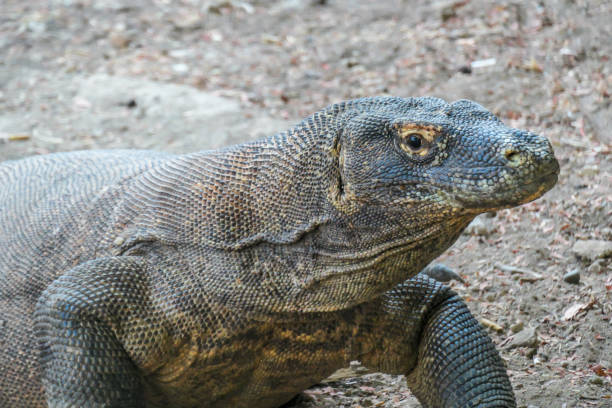 istock Komodo - A close up on a giant Komodo Dragon resting after dinner 1201875526