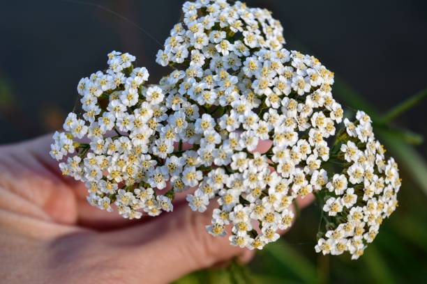 istock White flowers in the hand 1201875549