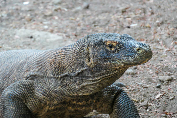 istock Komodo - A close up on a giant Komodo Dragon resting after dinner 1201875572