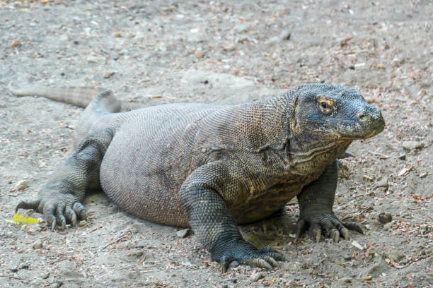 istock Komodo - A giant Komodo Dragon resting after dinner 1201875643