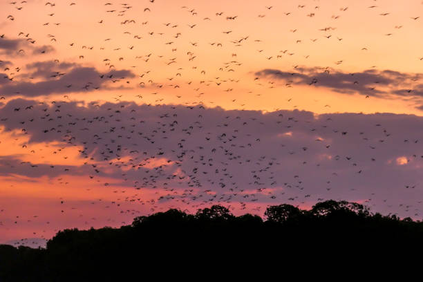 Komodo - Flying foxes leaving theri cave to search for food Sunda Flying Foxes flying out of their cave in search for food during sunset in Komodo National Park, Indonesia. The sky is full of gigantic bats. Sky is exploding with sunset colors. Natural habitat flock of bats stock pictures, royalty-free photos & images