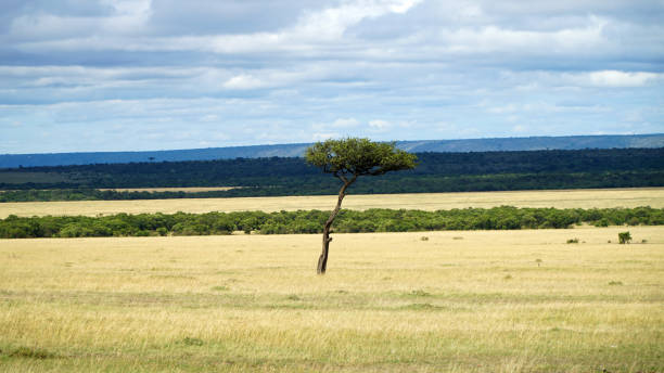 istock Acacia Tree in the Open Savanna Plains 1201876294
