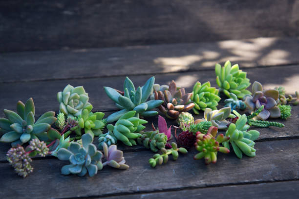 istock set of different succulents on a wooden background 1201876297