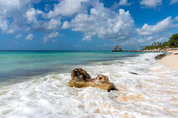 istock Sea view with a large snag in the foreground_ 1201876348