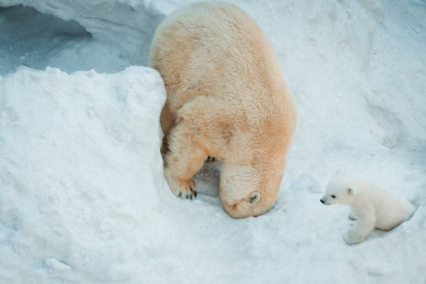 istock Little polar bear and mom in the snow 1201876373