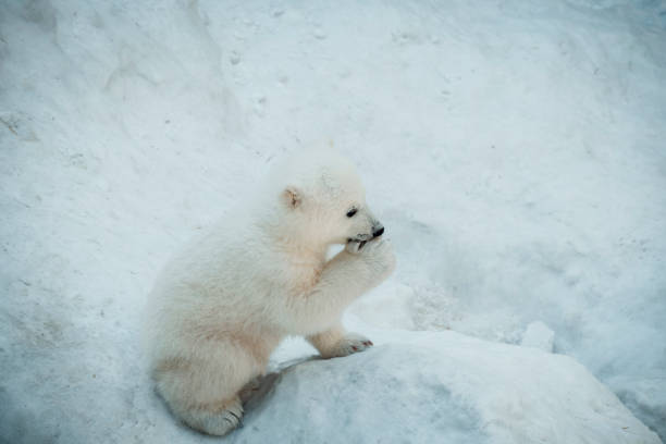 istock Little polar bear in the snow 1201876376