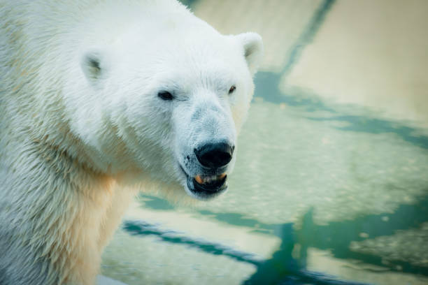 istock Portrait of an Angry Polar Bear 1201876395