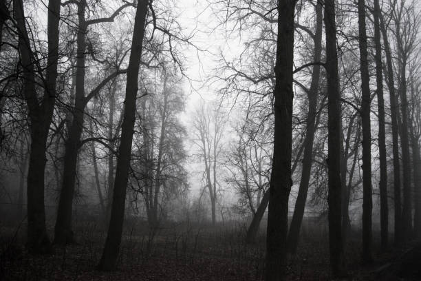 istock trees without leaves in a foggy forest 1201876530
