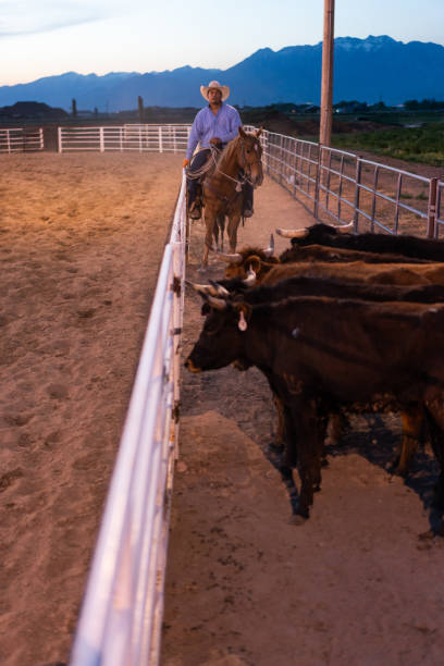 istock Cowboy pushing cattle to the roping box 1201877847