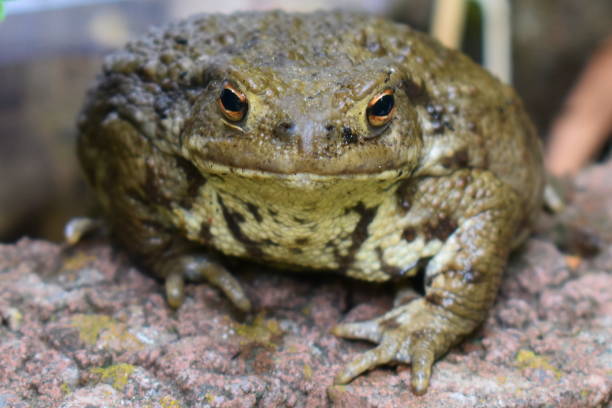 istock frog in the garden 1201877915