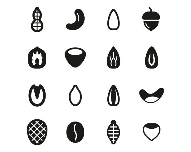 здоровые закуски или орехи иконки черный и белый набор большой - pine nut stock illustrations