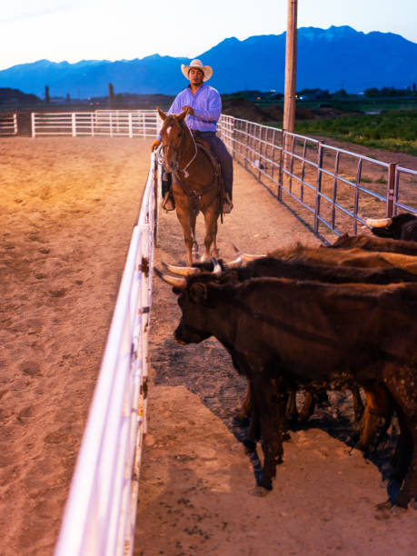 istock Cowboy pushing cattle to the roping box 1201878391