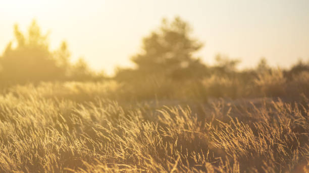 istock summer prairie landscape at the sunset, evening outdoor background 1201879596