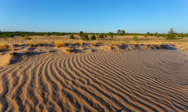 summer sandy prairie under blue sky landscape - prairie wide landscape sky imagens e fotografias de stock