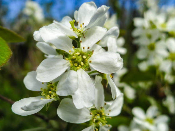 緑のぼやけた背景にアメランキエカナデンシス、サービスベリー、シャドベリーやジューンベリーの木のクローズアップ白い花。選択的な焦点。自然デザインの自然概念 - shadberry ストックフォトと画像