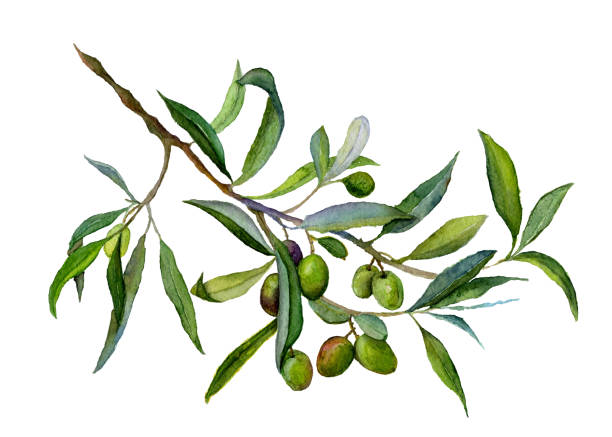 istock Watercolor drawing of olive branch 1201881820