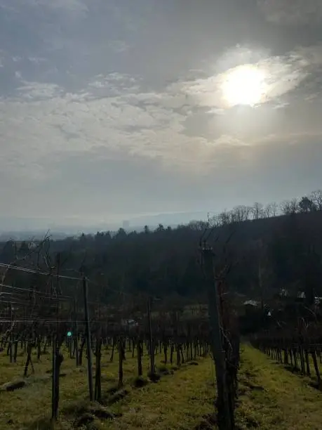 Panoramic view of Stuttgart in winter morning dust, Shot for vineyards overlooking the city