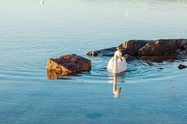 Swimming swan at beautiful sunset in January. View of the Oslo fjord from Bygdöy, a popular Norwegian bathing area near the city center.