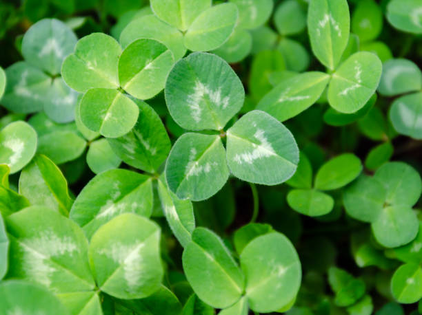 istock green background with clover trefoil, close up 1201885194