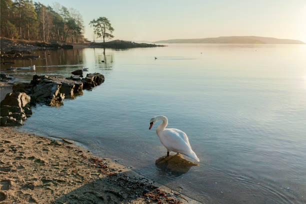 istock Sunlight over a beautiful landscape with swan  on the sea. 1201885736
