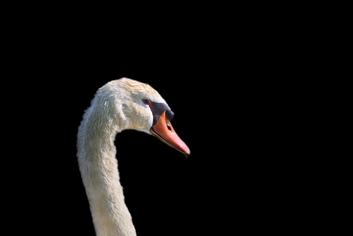 Close up white swan or Cygnus olor floating on the lake