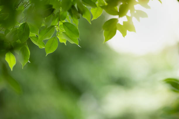 istock Close up of nature view green leaf on blurred greenery background under sunlight with bokeh and copy space using as background natural plants landscape, ecology wallpaper concept. 1201888090