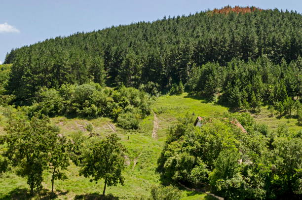 istock Beautiful coniferous and deciduous  forest and fresh glade with different grass  in Balkan mountain, near Zhelyava village, Sofia region 1201888189
