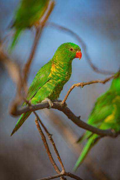istock One of three green and yellow scaly-breasted lorikeets 1201889308