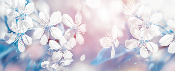 istock Delicate white cherry flowers. Beautiful fantastic spring background. Banner format. Selective focus. 1201889378