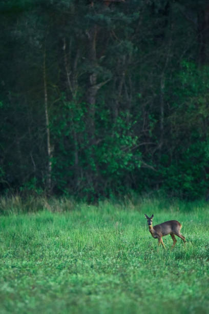 istock Young female roe deer grazing in fresh meadow at forest edge. 1201889502