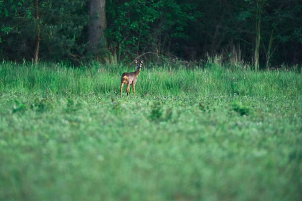 istock Young female roe deer grazing in fresh meadow at forest edge. 1201889528