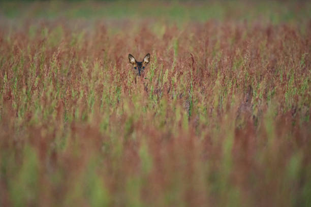 istock Female roe deer between tall grasses in early spring. 1201889529