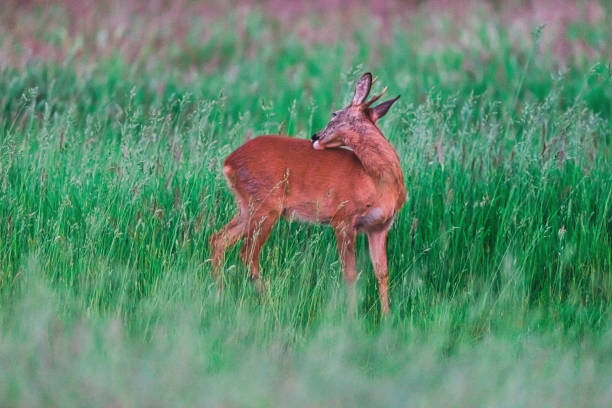 istock Young roebuck washing fur while standing between tall grass in spring. 1201889574