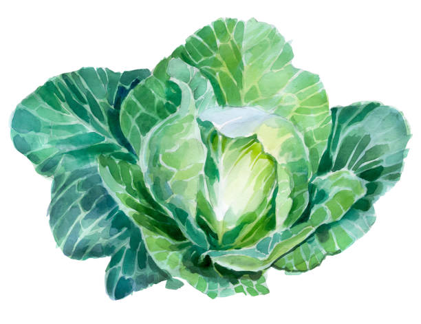 white cabbage watercolor white cabbage watercolor white cabbage stock illustrations