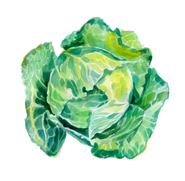 white cabbage watercolor white cabbage watercolor white cabbage stock illustrations
