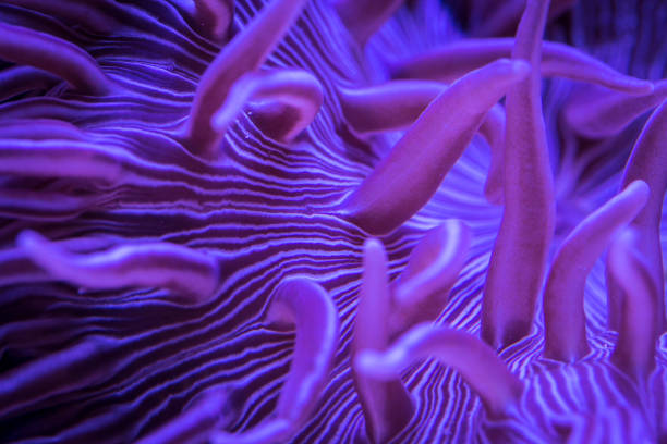 closeup view of Striped Long Tentacle Anemone in underwater closeup view of Striped Long Tentacle Anemone in underwater macrodactyla doreensis stock pictures, royalty-free photos & images