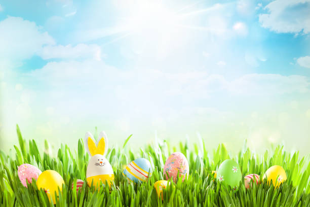 Easter eggs on meadow. Easter eggs on meadow. Easter concept. Spring or summer background with fresh grass on blue sky backdrop with copy space. egg food photos stock pictures, royalty-free photos & images