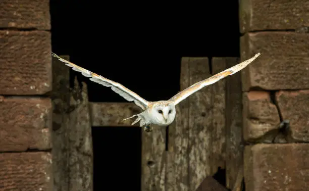 Barn owl (Scientific name: Tyto Alba) in natural habitat, with outstretched wings and flying away from an old barn.   Close up.  Horizontal.  Space for copy.