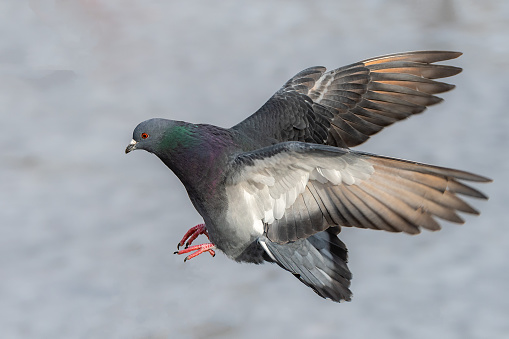Closeup of a single pigeon in flight. His wings are swept back and his feet extended, he appears to be about to land. Shallow depth of field.