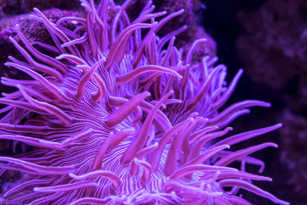 istock closeup view of Striped Long Tentacle Anemone in underwater 1201893796