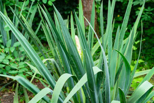 Beautiful long leaves Yucca filamentosa with flower bud in spring garden. oncept of nature.