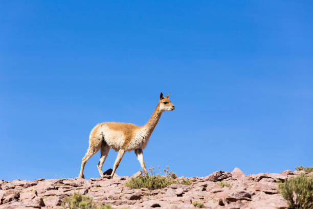 istock Photo of a guanaco walking 1201894696