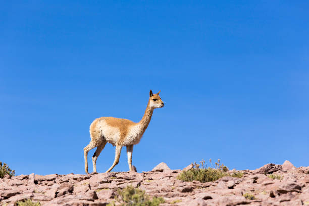 istock Photo of a guanaco walking 1201894700