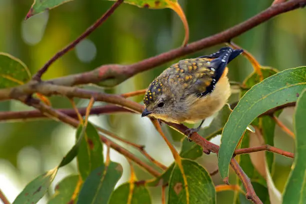 Forty-spotted Pardalote - Pardalotus quadragintus one of Australia's rarest birds and by far the rarest pardalote, being confined to the south-east corner of Tasmania.
