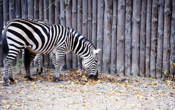 istock portrait of zebra. 1201895146