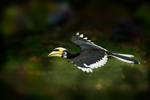 Oriental Pied-Hornbill - Anthracoceros albirostris gran pájaro que habita en bucerotidae, sunda pied hornbill (convexus) y malayo pied hornbill. Volando, con la presa lagarto photo
