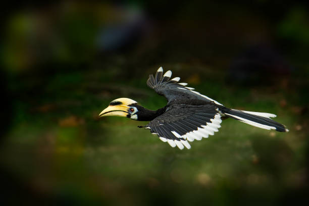 Oriental Pied-Hornbill - Anthracoceros albirostris large canopy-dwelling bird in Bucerotidae, sunda pied hornbill (convexus) and Malaysian pied hornbill. Flying, with the prey lizard Oriental Pied-Hornbill - Anthracoceros albirostris large canopy-dwelling bird in Bucerotidae, sunda pied hornbill (convexus) and Malaysian pied hornbill. Flying, with the prey lizard. hornbill stock pictures, royalty-free photos & images