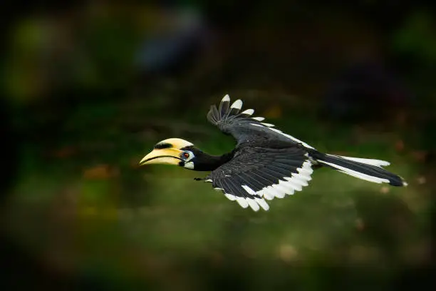 Oriental Pied-Hornbill - Anthracoceros albirostris large canopy-dwelling bird in Bucerotidae, sunda pied hornbill (convexus) and Malaysian pied hornbill. Flying, with the prey lizard.