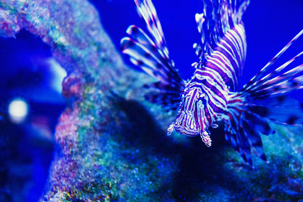 istock Wonderful and beautiful underwater world with corals and tropical fish. 1201895274
