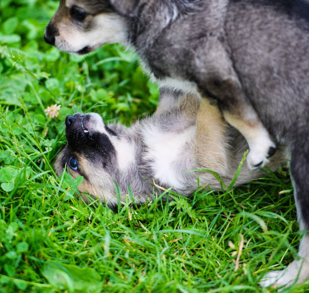 istock puppies playing on green grass 1201895289